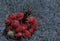 Rambutan, tropical fruit in wooden basket on table for sale, looks fresh and sweet.