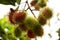 Rambutans fruits on tree branch at outdoor of orchard in Rayong, Thailand