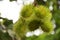 Rambutans fruits on tree branch at outdoor of orchard in Rayong, Thailand