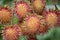 Rambutans fruits on tree branch at outdoor of orchard in Rayong, Thailand