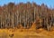 RAME, ROMANIA - Oct 28, 2015: a cart pulled by oxen in the Apuseni mountains