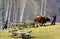 RAME, ROMANIA - Oct 28, 2015: a cart pulled by oxen in the Apuseni mountains