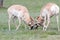 Ramming horn locked wild antelope