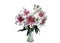 Ramo flores de lirio rosa y blano en florero de vidrio sobre fondo blanco