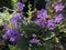 Ramonda myconi, the Pyrenean-violet or rosette mullein - Botanical Garden of the University of Zurich or Botanischer Garten