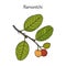 Ramontchi flacourtia indica , eatable and medicinal plant