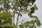 A Ramphastos bird perches behind the eucalyptus branch