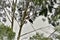 A Ramphastos stump bird hiding behind the eucalyptus branch