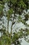 A Ramphastos stump on eucalyptus branch in cloudy day