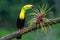 Ramphastos sulfuratus, Keel-billed toucan The bird is perched on the branch in nice wildlife natural
