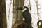 Ramphastos toco - A huge toucan - a black bird