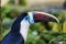 Ramphastos tucanus in a zoo