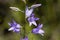 Rampion bellflower Campanula rapunculus
