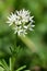 Ramson flower allium ursinum