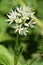 Ramson flower allium ursinum