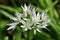 Ramson flower allium ursinum