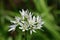 Ramson flower allium ursinum