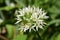 Ramson flower allium ursinum