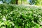 Ramson flower carpet in spring