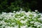 Ramson wild leek or wild garlic during flowering season, beautiful white flowers in nature