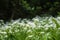 Ramson wild leek or wild garlic during flowering season, beautiful white flowers in nature