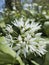 Ramsons, Allium ursinum, flowerhead with open flowers