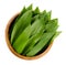 Ramsons, Allium ursinum in wooden bowl