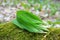 Ramsons leaves, wild garlic