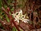 Ramsons Wild Garlic Flowers Amidst Red Twigs