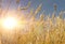 Ran yellow wheat. Field of wheat, in the rays of the setting sun, evening sky.