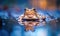 Rana arvalis in a puddle after rain, closeup view of frog in water