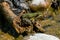Rana esculenta- common water frog sunbathing on driftwood
