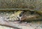 Rana temporaria aka European common or brown frog, underwater, sheltering by stone, in stream.