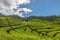 Rancabali Tea Plantation near Bandung in West Java, Indonesia