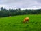 Ranch with cows pasturing. Green grass field or farmland