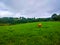 Ranch with cows pasturing. Green grass field or farmland