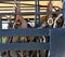 Ranch equipment: Horse tack in a stock trailer