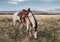 Ranch Horse Grazes in the Badlands