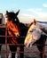 Ranch horses