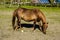 Ranch horses. Thoroughbred horses grazing at sunset in a field