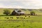 ranch house, with view of a rolling green pasture, and grazing cattle