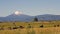 Ranch Livestock Graze and Reproduce with Diamond Peak Mountain in Background