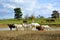 The ranch water hole under the blue sky