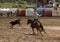 A Rancher competing at a rodeo in colorado