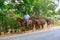 Rancher Guiding Horses, Cuba