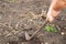 Rancher harvesting potato in the vegetable garden