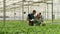 Rancher man explaining cultivated green vegetables to agronomist