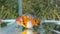 Ranchu goldfish mature