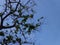 Random capture of a tree at blue sky