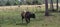 Random cattle at the Babcock ranch eco tour